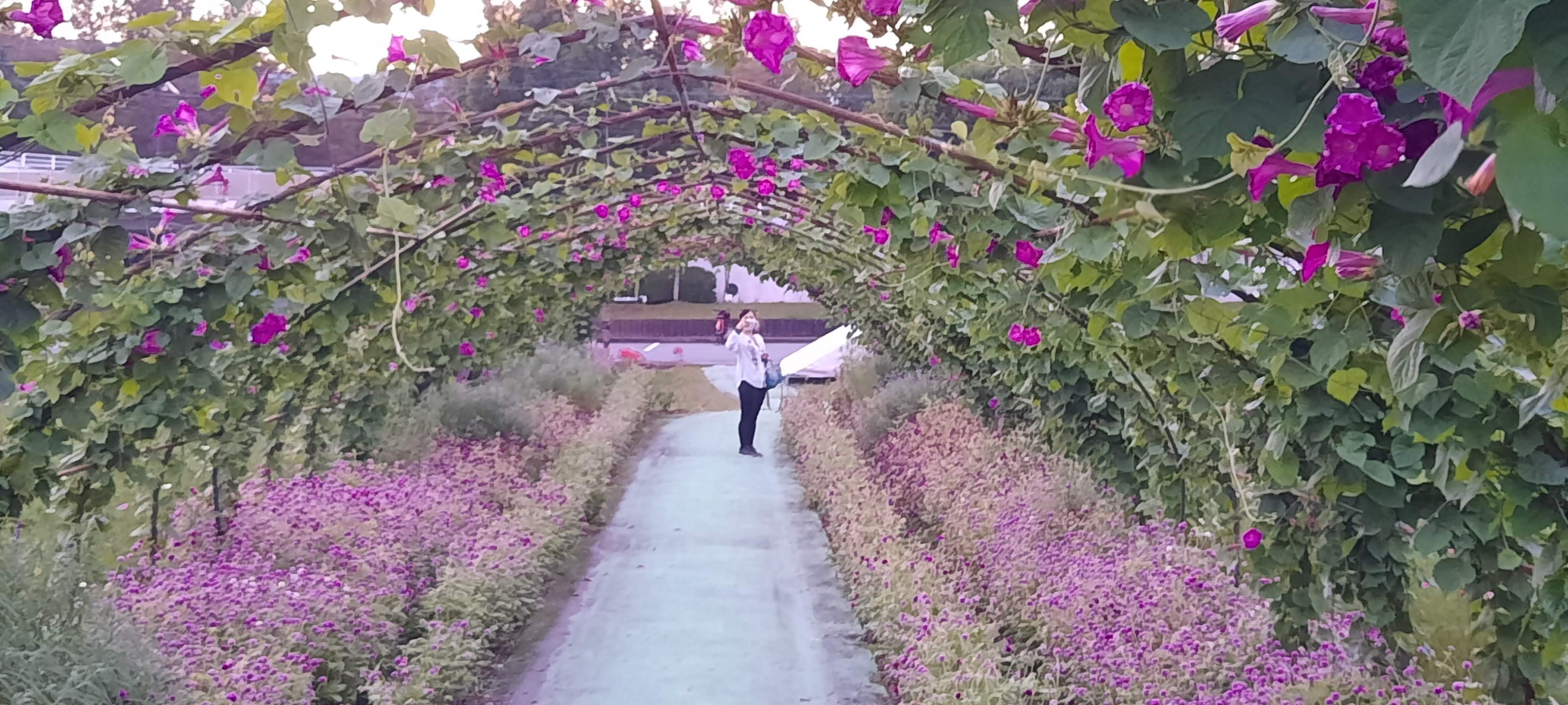 🌸 꿈 코스모스 동산(유메 코스모스 엔) 이미지 7